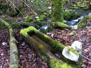 Quelle im Wald